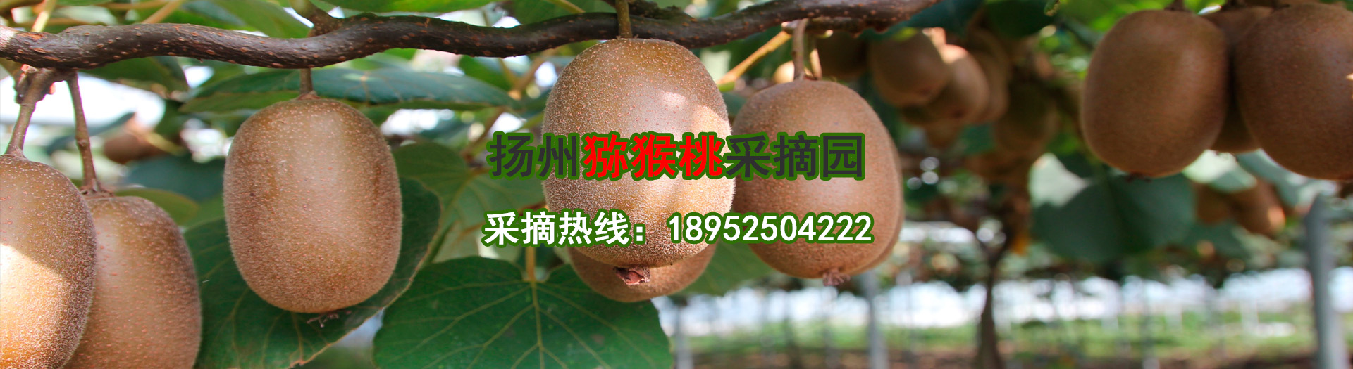 扬州猕猴桃采摘园